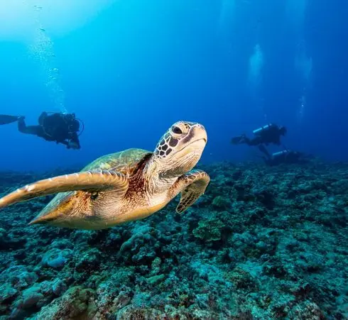 North Wrecks / Safaga