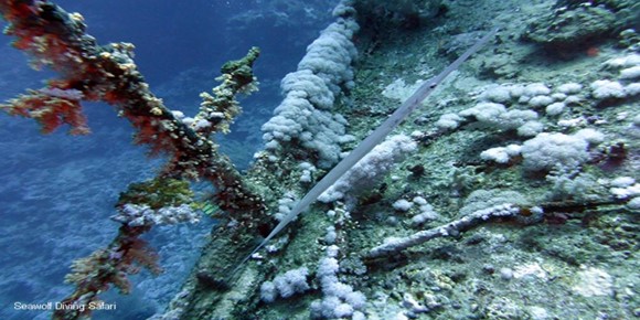 Dive Site