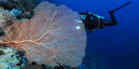 Dive Site