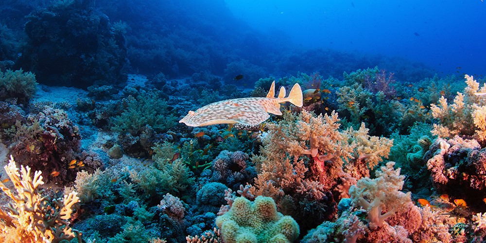 Itinerary Divesite