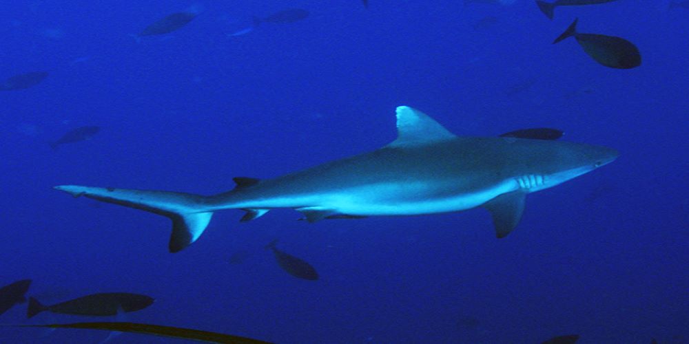 North Strait Of Tiran