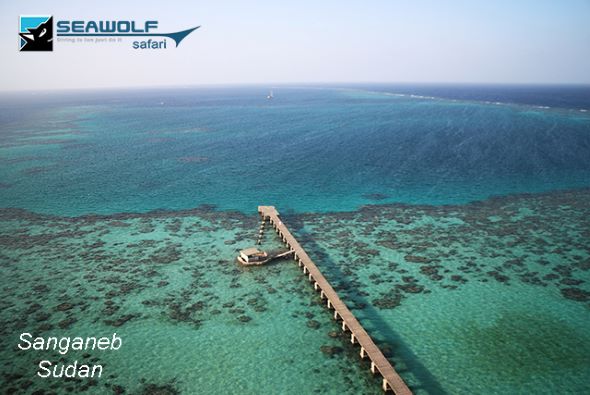 Sea Wolf News